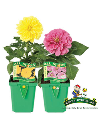 Annual Deluxe Assorted 4"