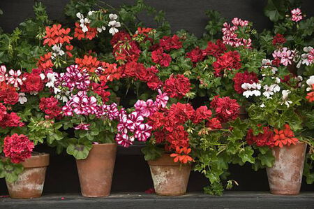 Patio Pot 10" Zonal Geranium