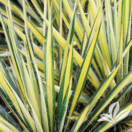 Yucca Assrt 3G