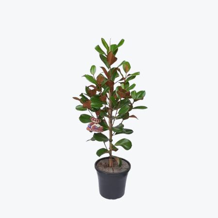 Plant Teddy Bear Magnolia