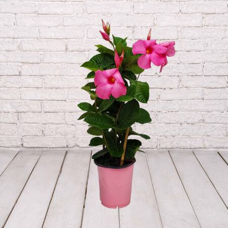 10in PINK MANDEVILLA TRELLIS