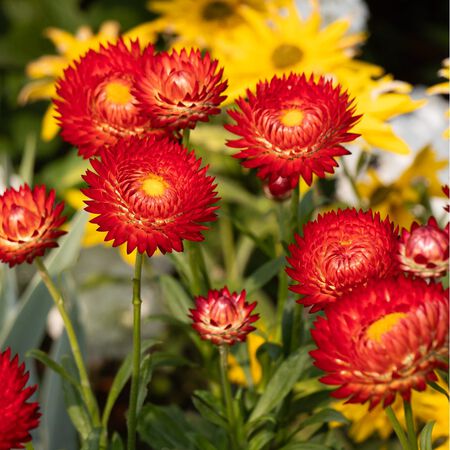 Annual 5" Premium Fancy Flower Assorted Varities