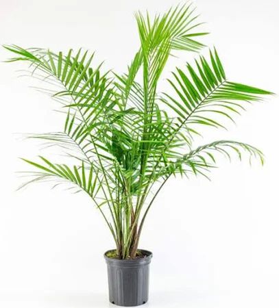 Tropical Palm 10" Pot Assorted