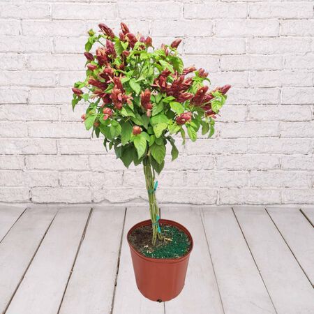 10in RED SHRIMP TREE