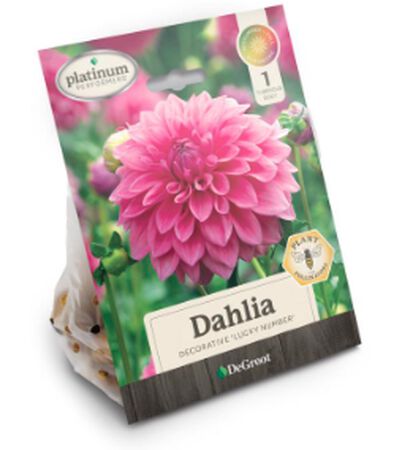 Plant DeGroot Dahlia Lucky Number 1pk