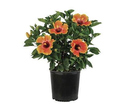 10" Assorted Hibiscus