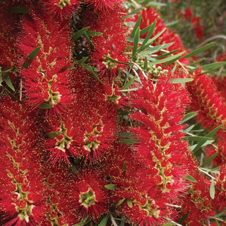 Bottlebrush Shrub Little John 3 Gallon