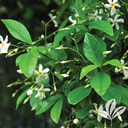 QT Snow-N-Summer Asiatic Jasmi