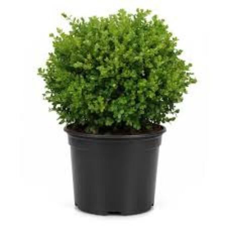 1 Gal. Faulkner Boxwood (Buxus Microphylla) Live Evergreen Shrub