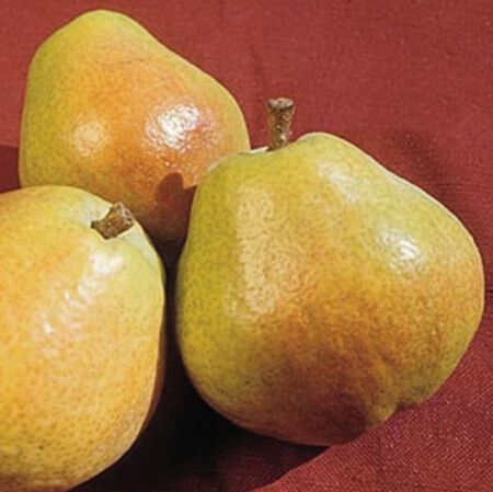 Tree Pear Keiffer 5 Gal