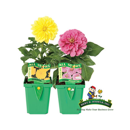 Annual Deluxe Assorted 4"