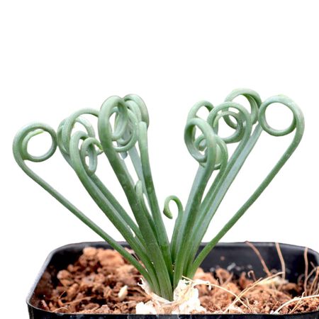 Plant Albuca Frizzle Sizzle 1qt