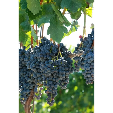 3 Gal. Plant Vine Grape assorted