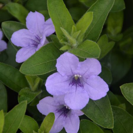 Prarie Petunia Plant (Ruellia humilis) - 1G