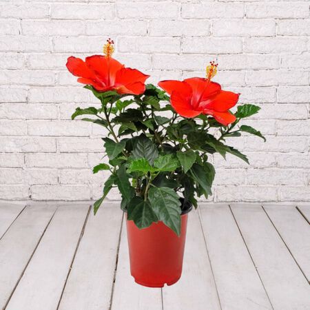 10in HIBISCUS STANDARD