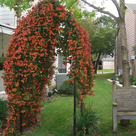 Cross Vine Tangerine Beauty 3g