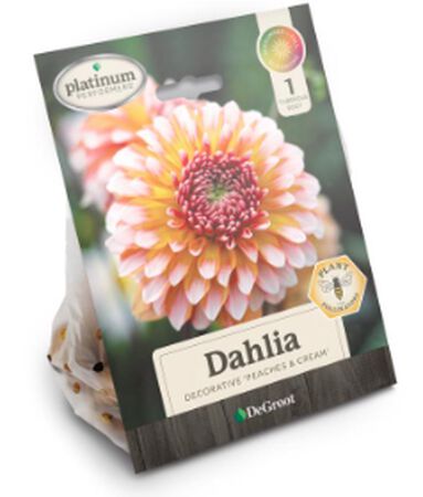 Plant DeGroot Dahlia Peaches & Cream 1pk