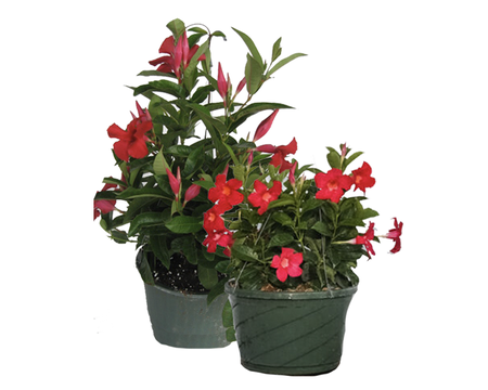 12" Mandevilla / Dipladenia Hanging Baskets Assorted Colors