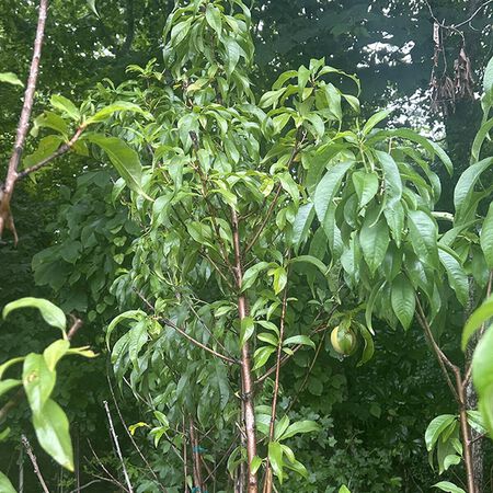 Tree Peach La Festival 5gal