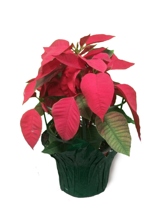 Annual Poinsettia 6.5"
