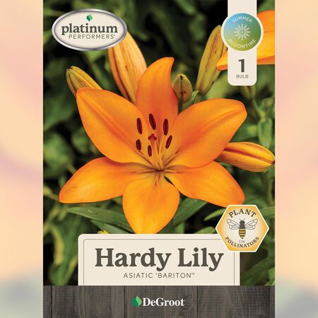 Plant DeGroot Lily Bulb Asiatic Britn Mixed 14-16CM 1pk