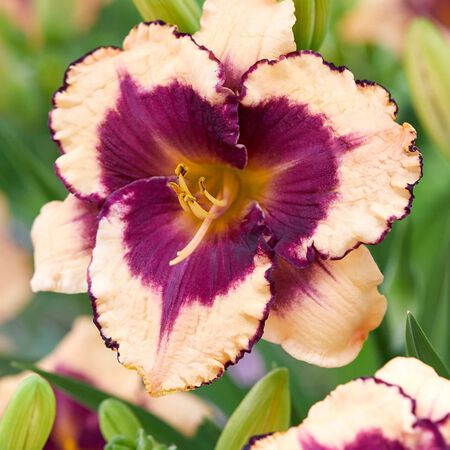 Tropical Daylily Assortment 3G