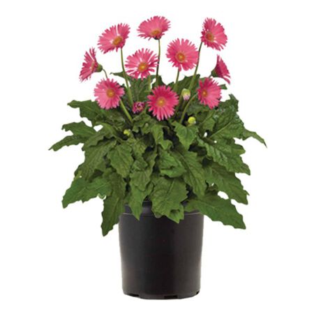 2 Gallon Gerbera Daisy Garvinea