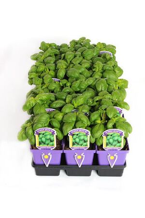 Variety 4&Prime; Chef Jeff's Herbs