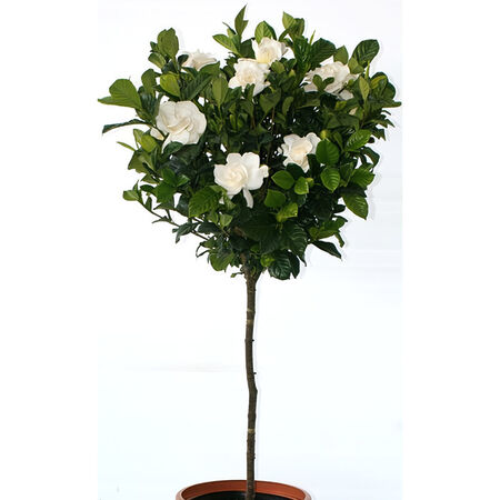 10in GARDENIA STANDARD
