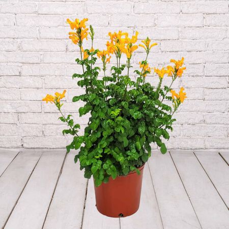 10in TC CAPE HONEYSUCKLE BUSH