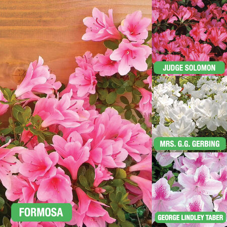 Azalea Shrub 3 Gallon - Assorted Colors