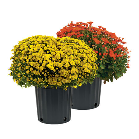 2 Gallon Assorted Plant Mum