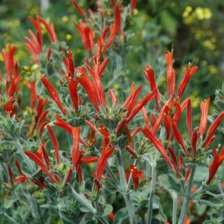 Dicliptera Suberecta Hummingbird Plant