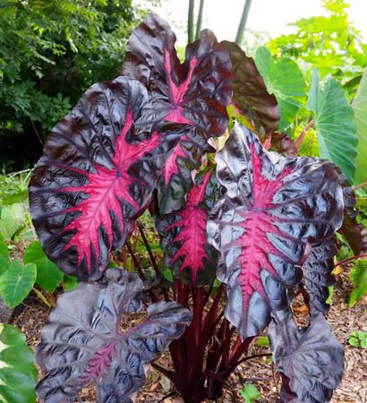 10" Plant Colocasia Redemption