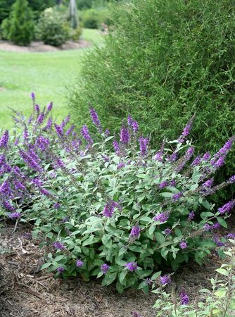Plant Butterfly Bush Asst 3gal