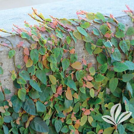 Ficus CREEPING FIG #1