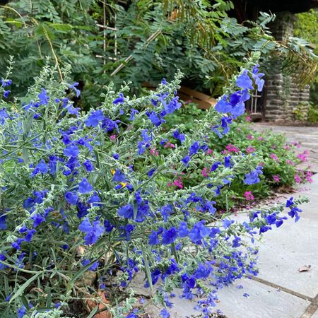 Blue Pitcher Sage Plant (Salvia azurea) - 1G