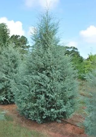 Tree Arizona Cypress Carolina