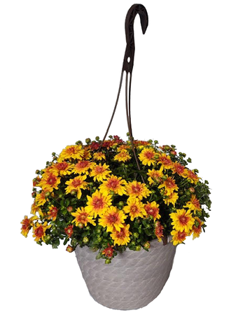 10” Assorted Hanging Basket Mum