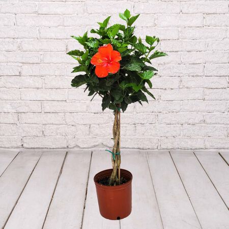 10in BRAIDED HIBISCUS TREE (3