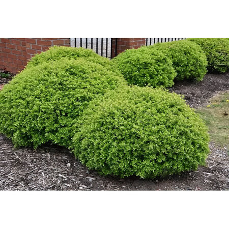 Shrub Holly Dwf Yaupon #3