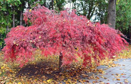 Japanese Maple Asst 7G