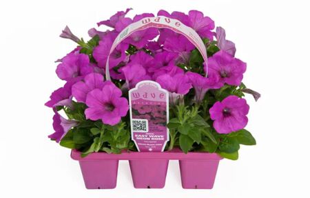 Wave Petunia Premium 6 pack Assorted Colors