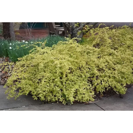 Plant Abelia 3G Twist Of Lime