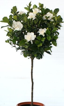 10in GARDENIA STANDARD