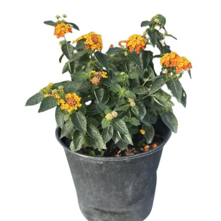 Lantana Assorted 3G