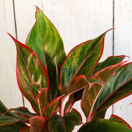10" Plant Aglaonema