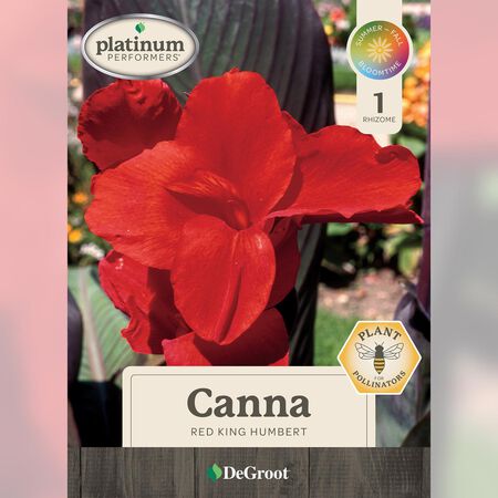 Plant DeGroot Canna Bulb Red King Humbert 1pk