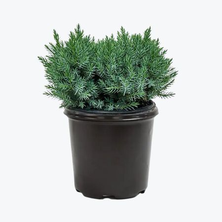 Plant Juniper Asst. 3 gallon