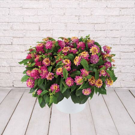 6in LANTANA  ASSORTED COLORS